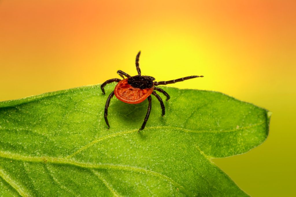 Zecke auf Blatt