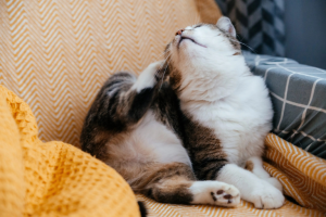 Eine graue Katze kratzt sich mit der Pfote, während sie auf einem Sessel sitzt.