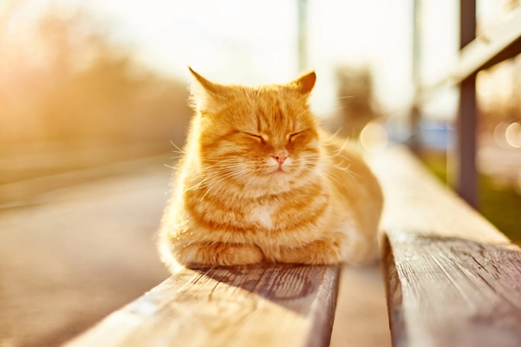 Katze unter dem Sonnenlicht. Zecken, Flöhe, Milben.