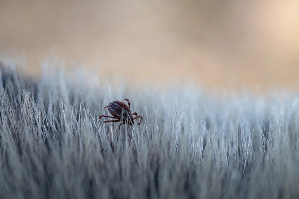 Die Evolution der Hundeparasiten: Wie können wir auf die sich entwickelnde Bedrohung reagieren?